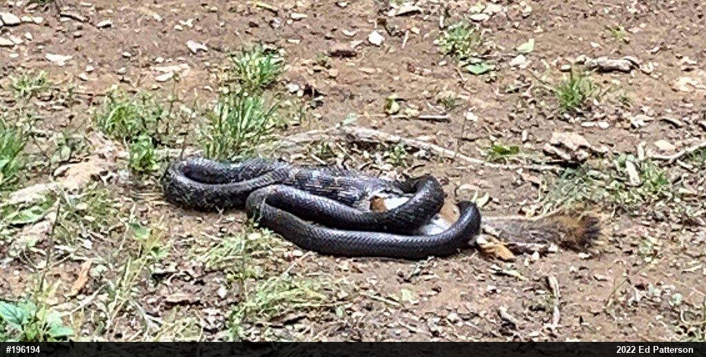 Eastern Ratsnake
