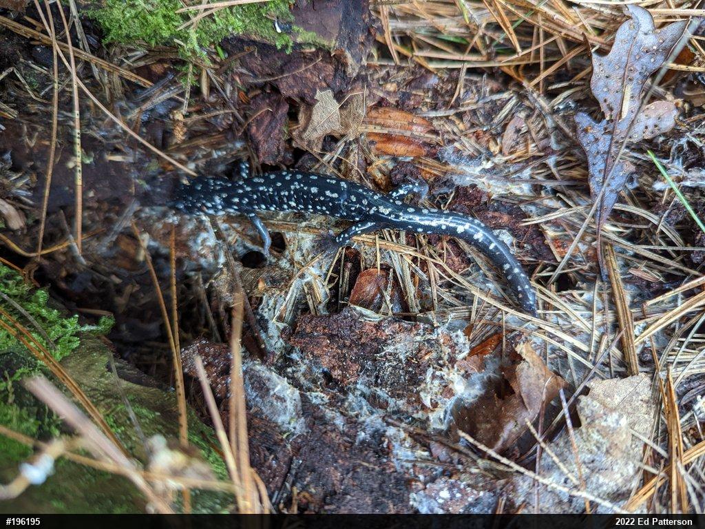 Northern Slimy Salamander