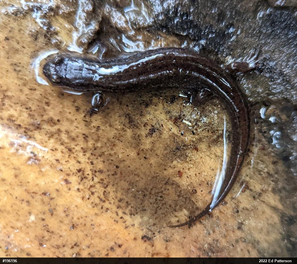 Northern Dusky Salamander