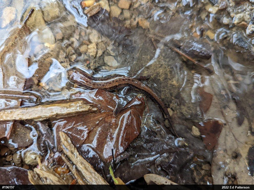 Allegheny Mountain Dusky Salamander