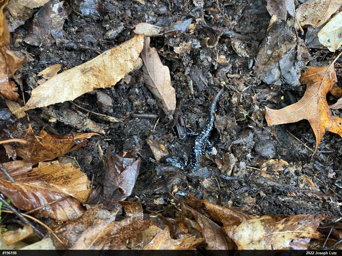 Northern Slimy Salamander