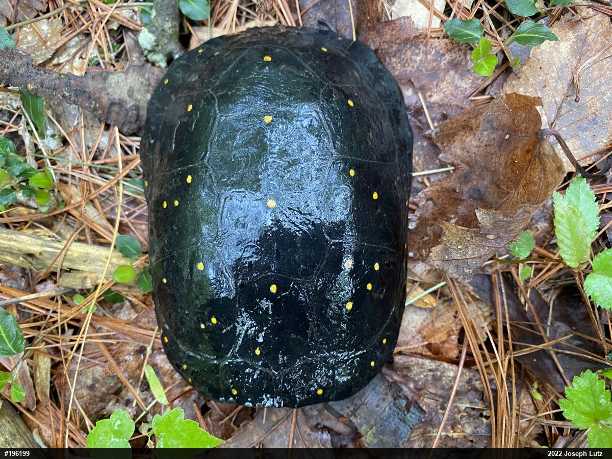 Spotted Turtle