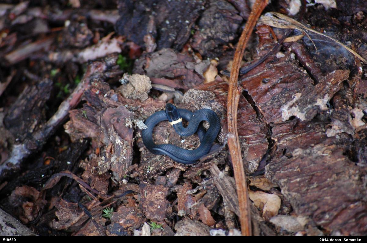 Northern Ring-necked Snake