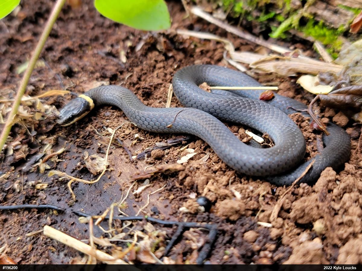 Northern Ring-necked Snake