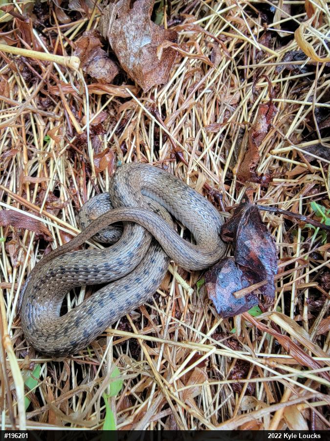 Dekay's Brownsnake