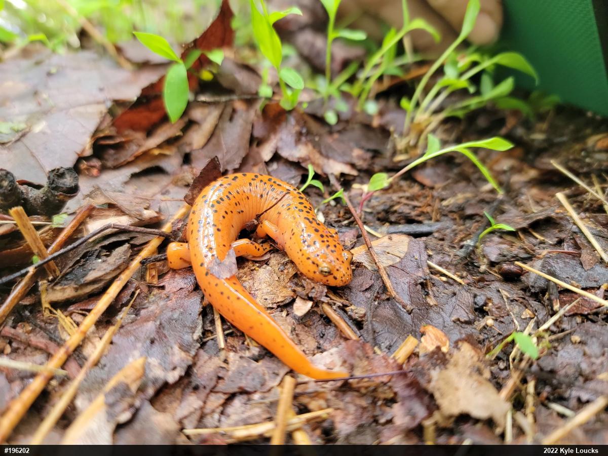 Northern Red Salamander