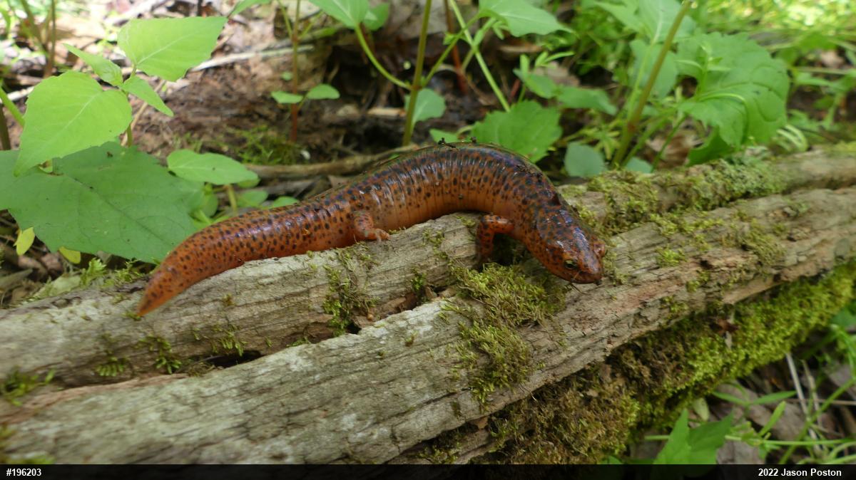 Northern Red Salamander