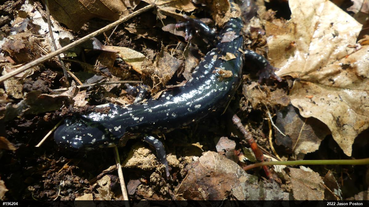 Northern Slimy Salamander