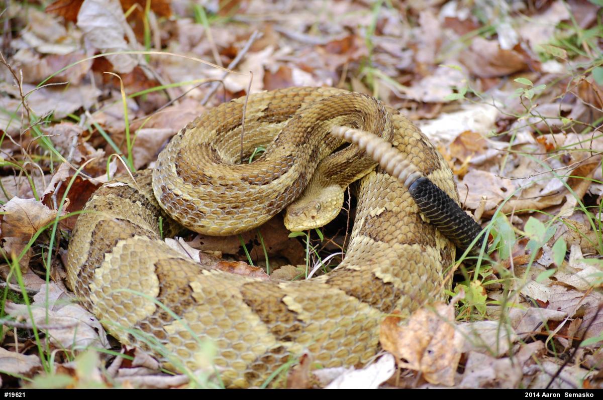 Timber Rattlesnake