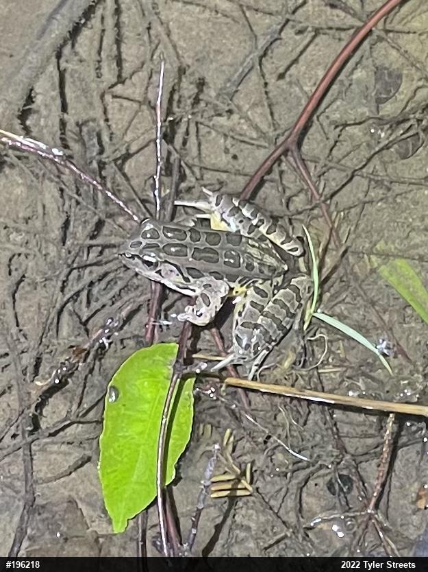 Pickerel Frog