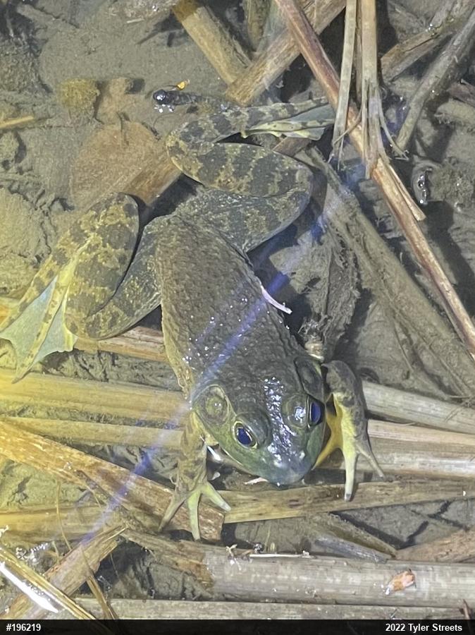 American Bullfrog
