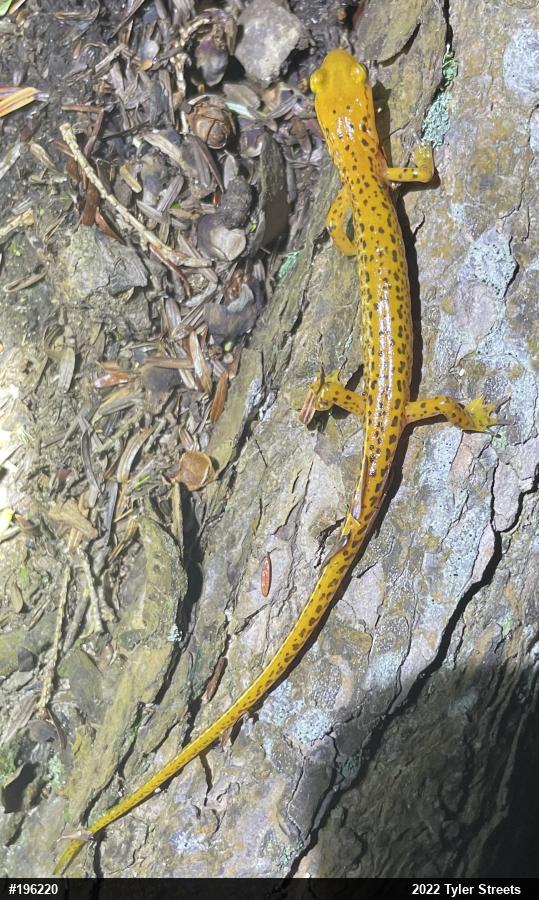 Eastern Long-tailed Salamander