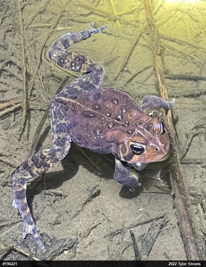 Eastern American Toad