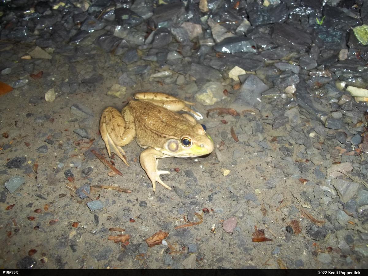 Green Frog