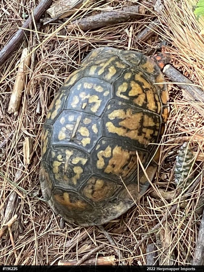 Eastern Box Turtle