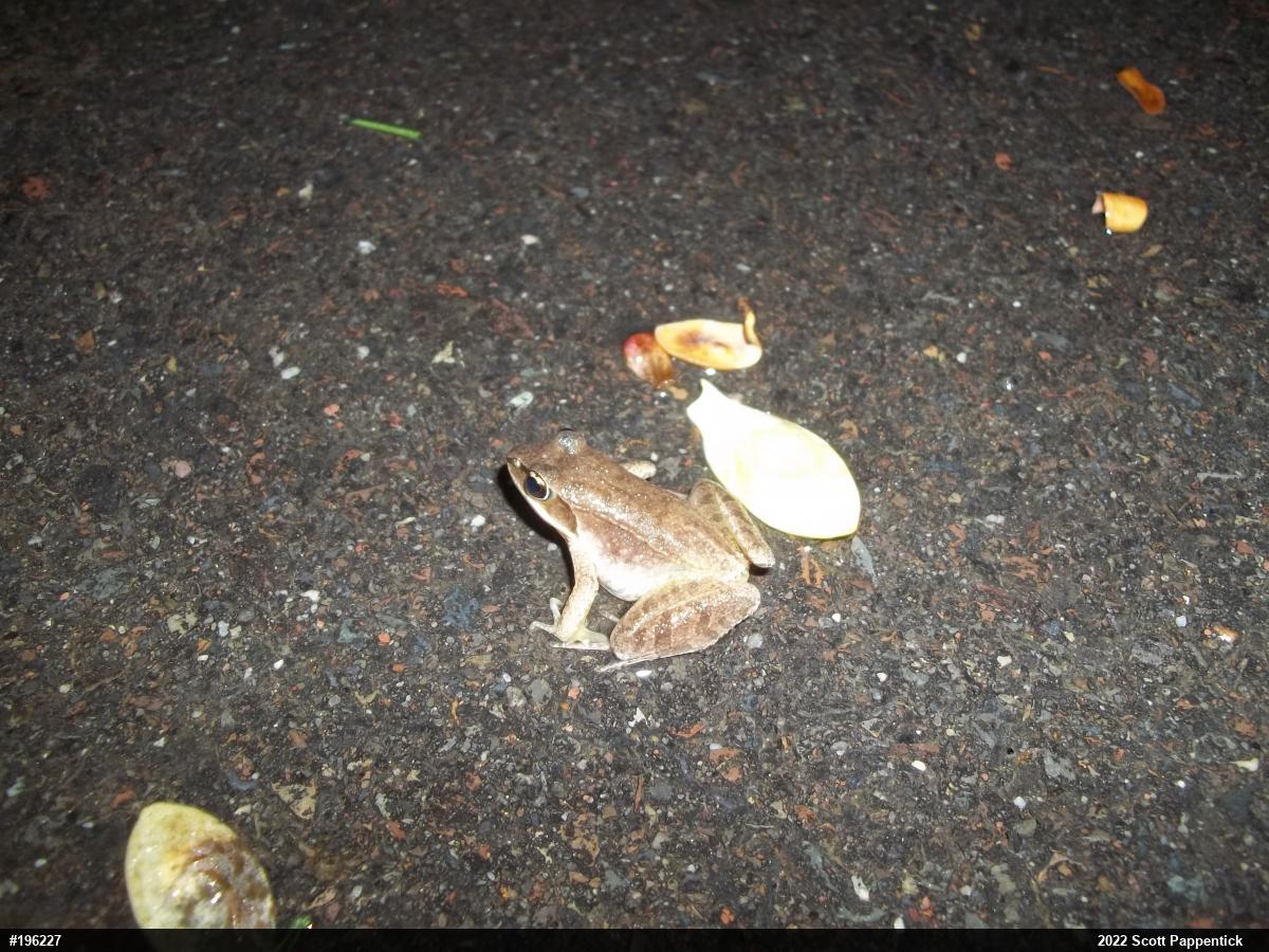 Wood Frog