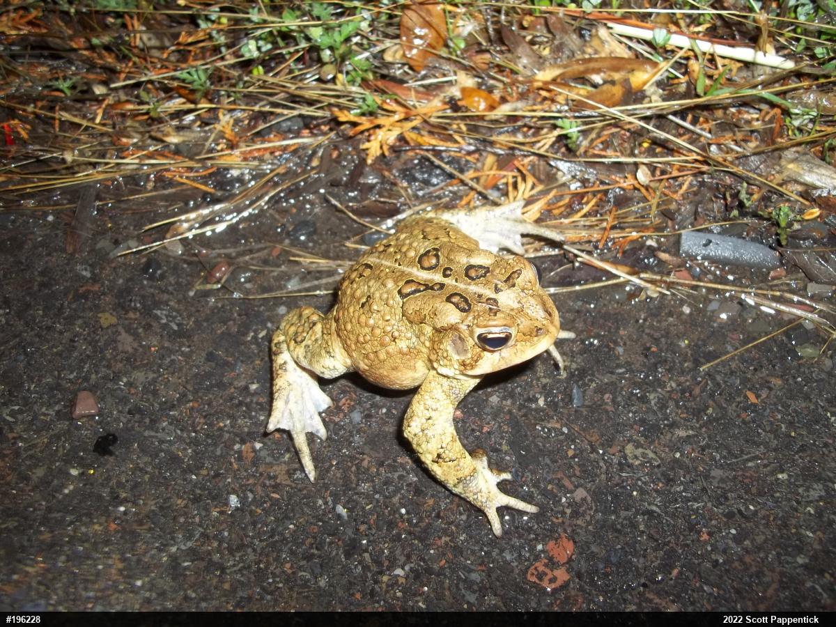 Eastern American Toad