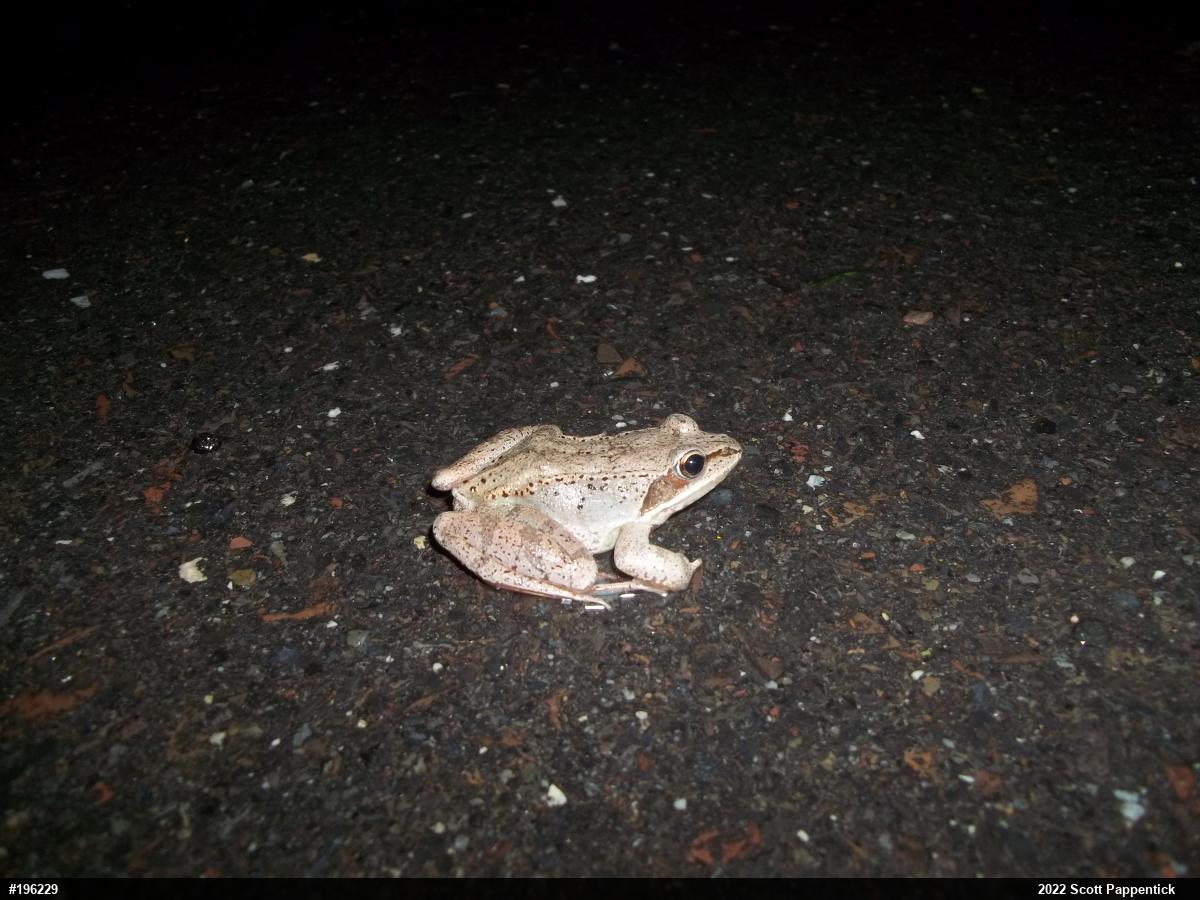 Wood Frog