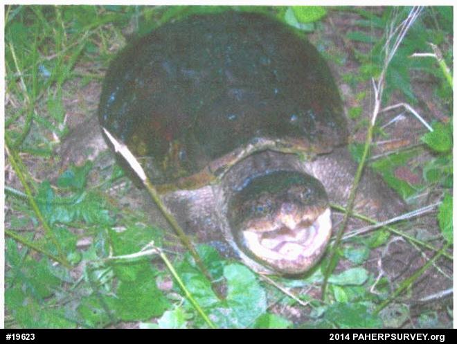 Snapping Turtle