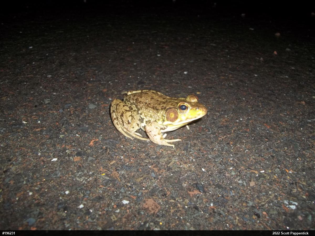 Green Frog