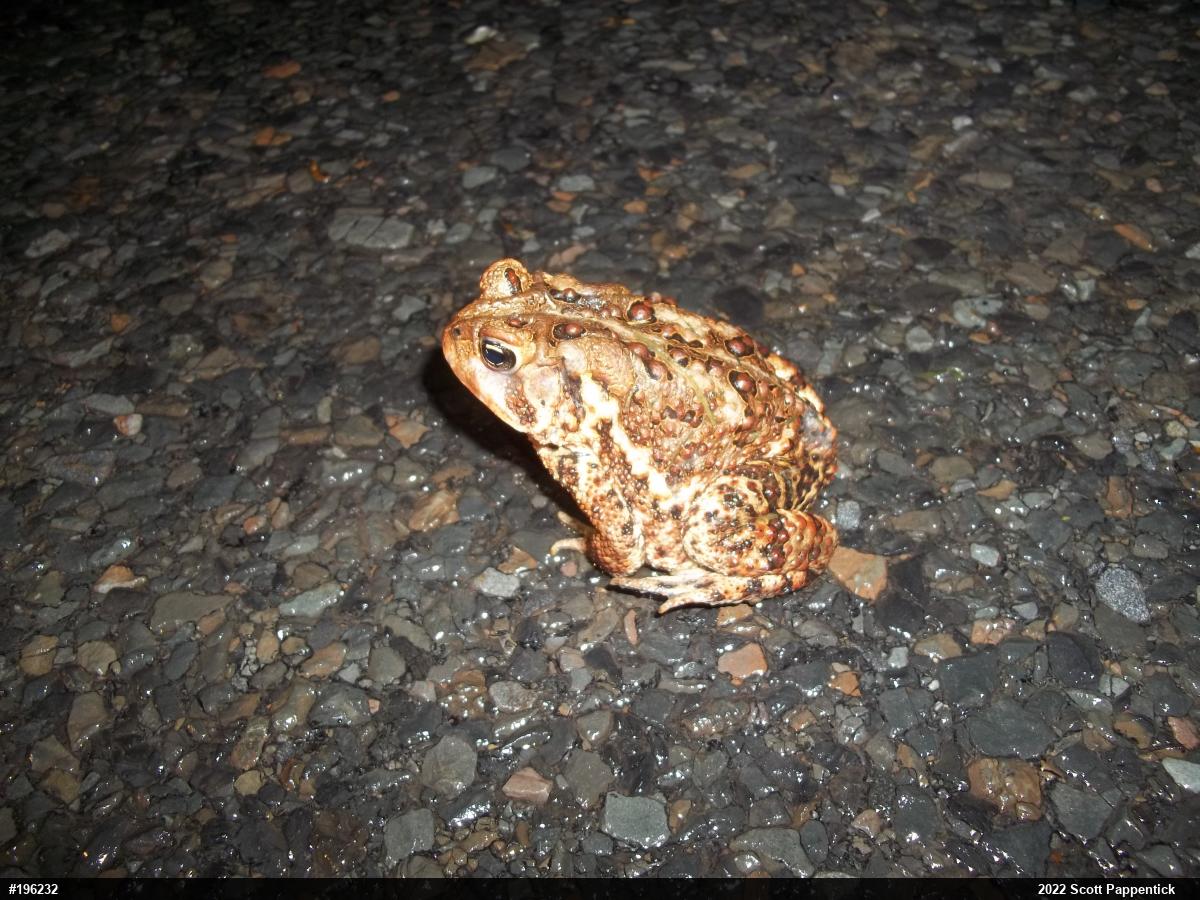 Eastern American Toad