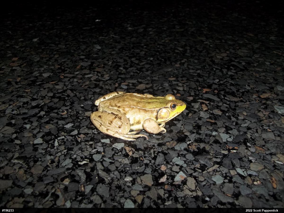 Green Frog