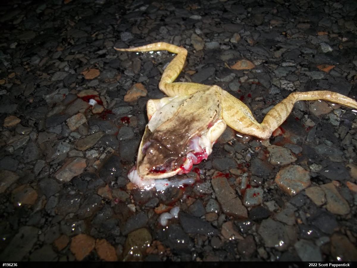 Wood Frog