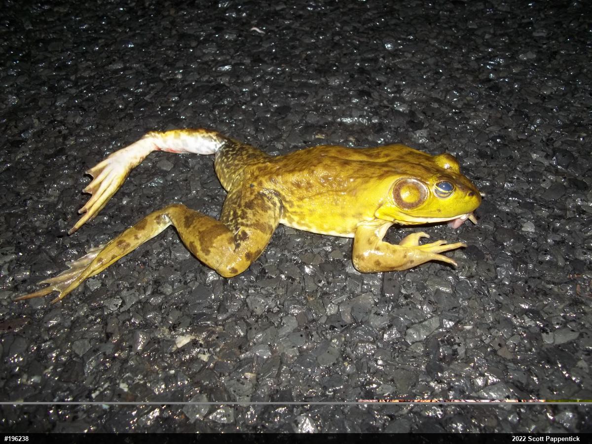 American Bullfrog