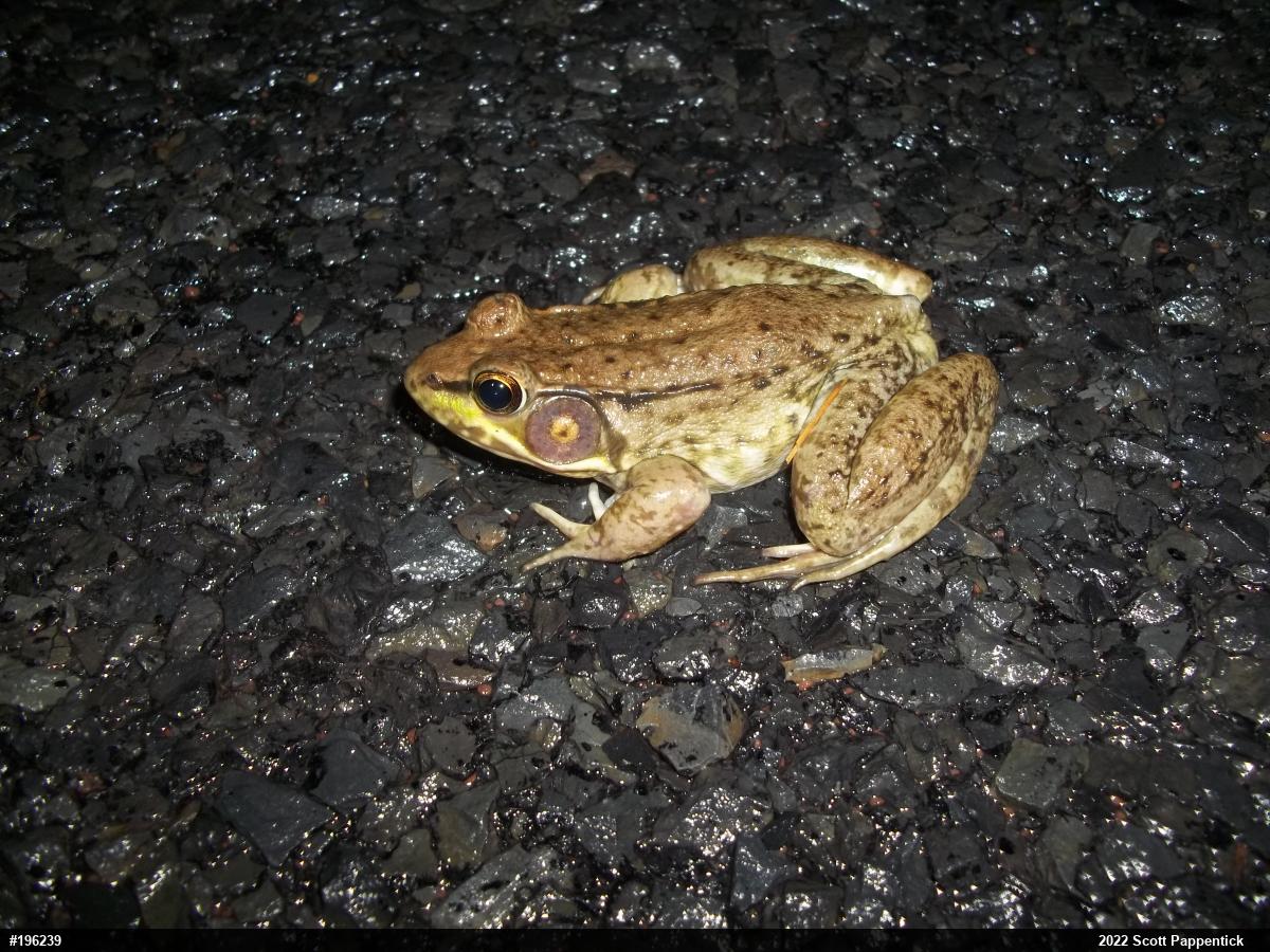 Green Frog