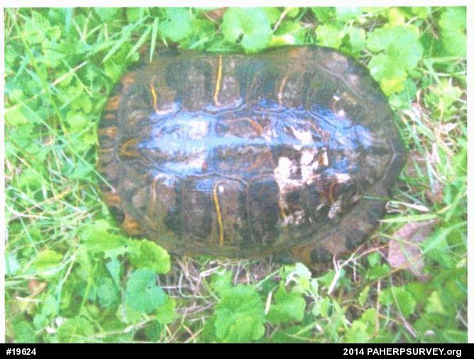 Red-eared Slider