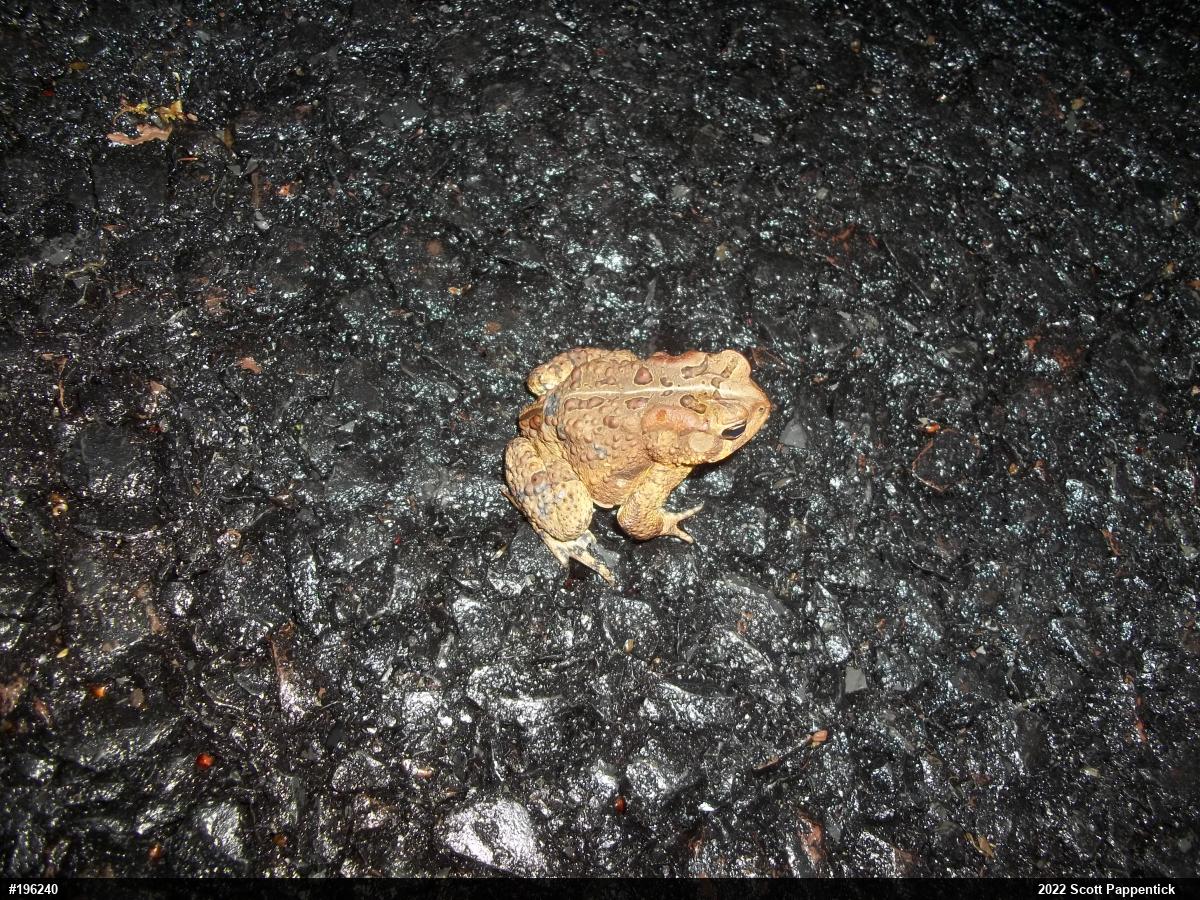 Eastern American Toad