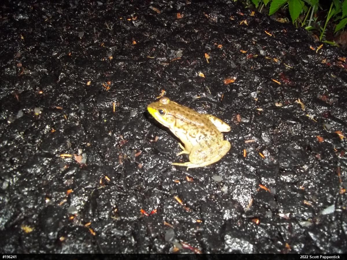 Green Frog