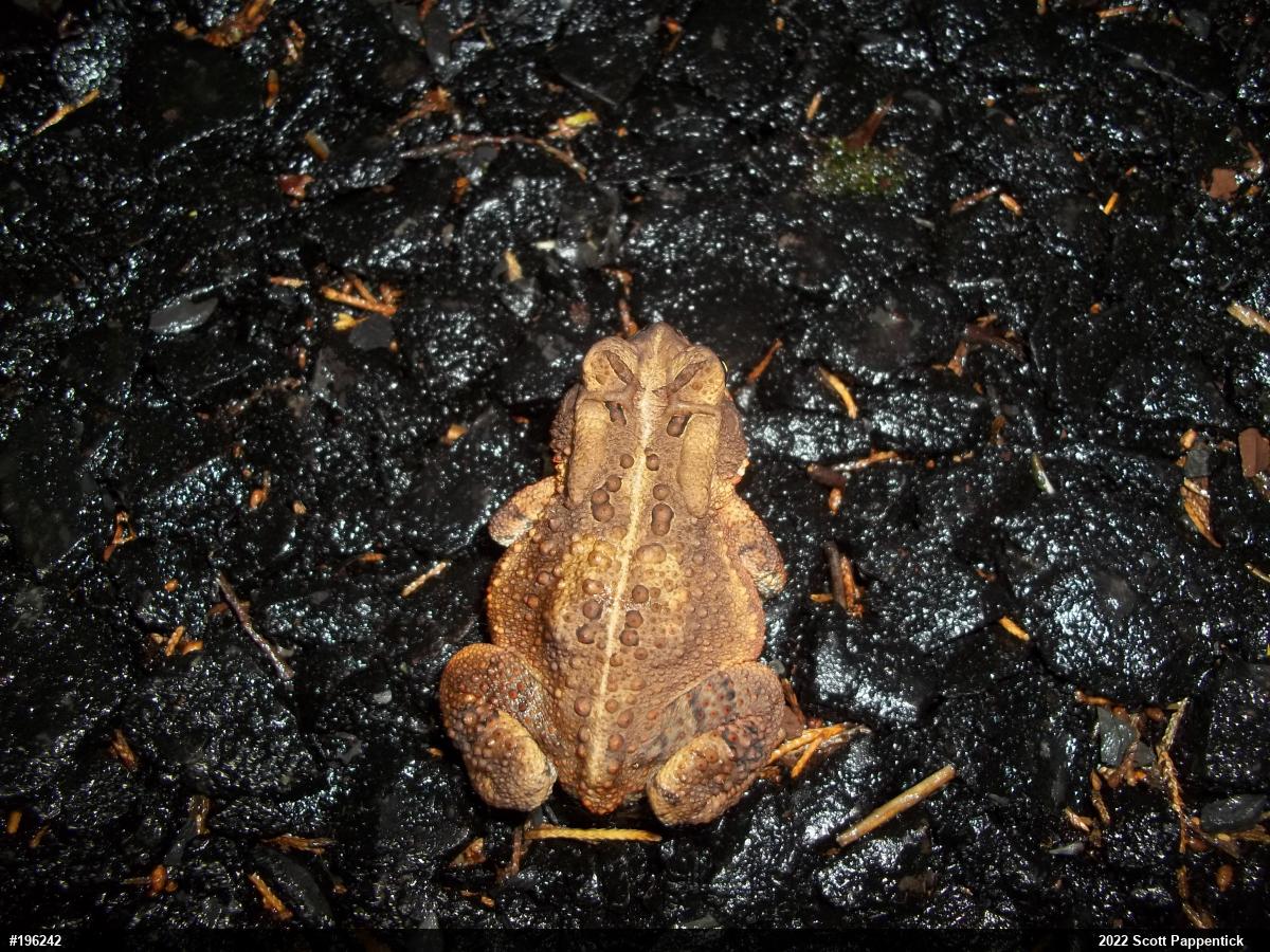 Eastern American Toad