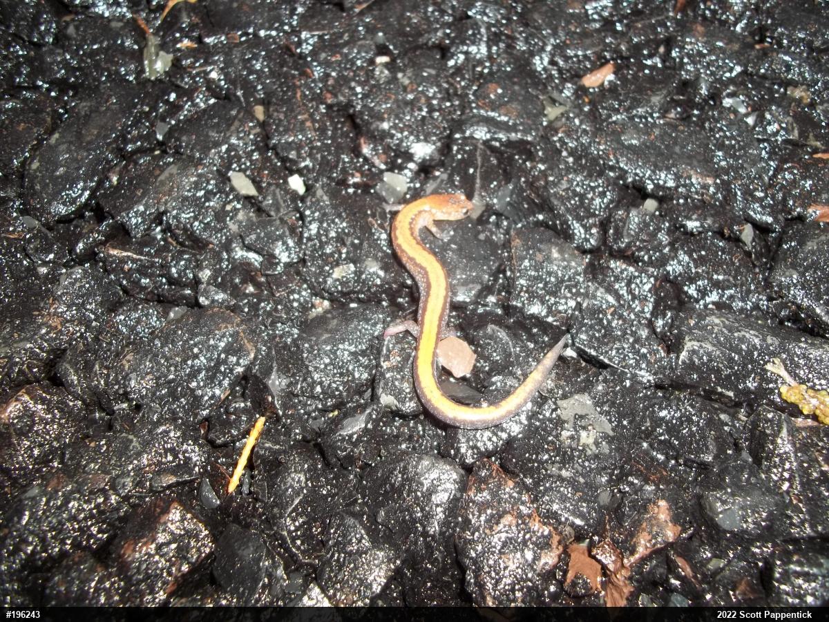 Eastern Red-backed  Salamander