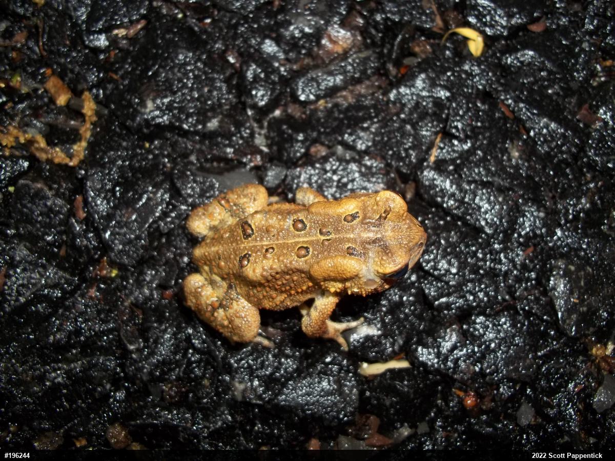 Eastern American Toad