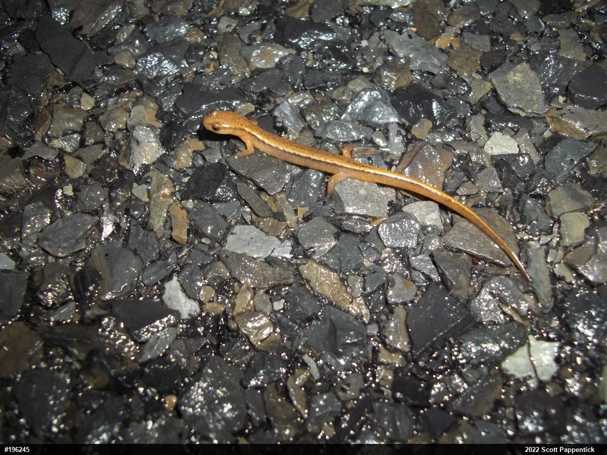 Northern Two-lined Salamander