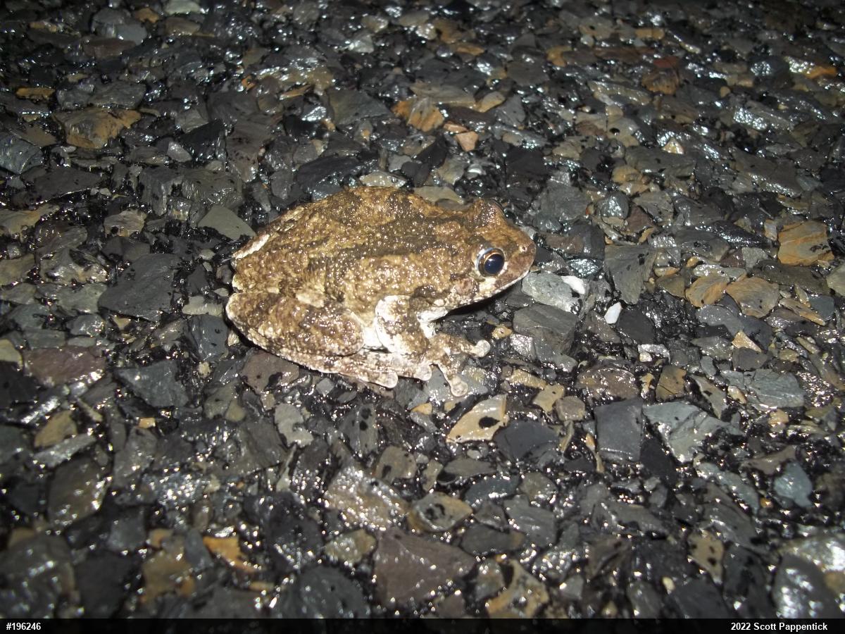 Unknown Gray Treefrog