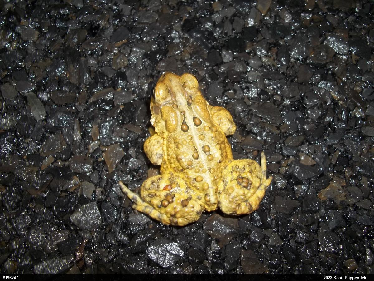 Eastern American Toad