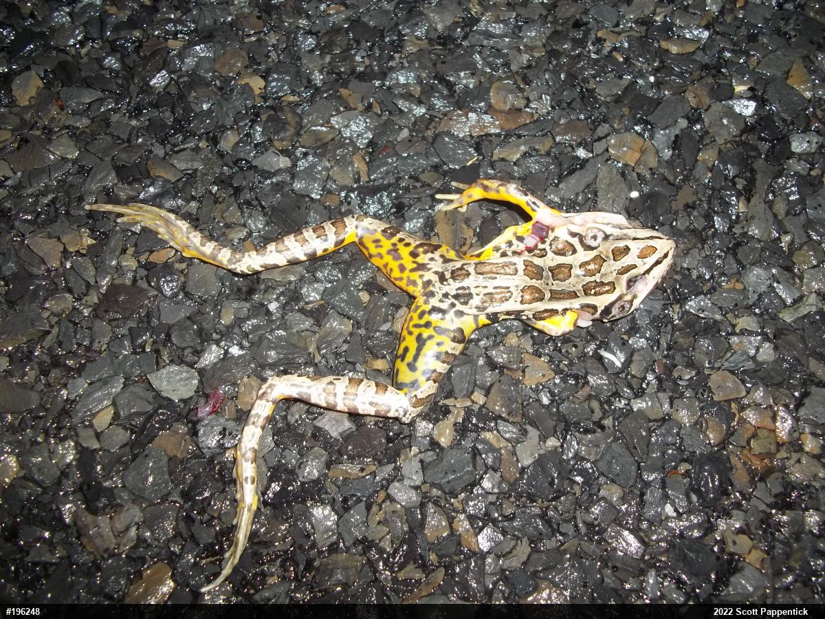Pickerel Frog