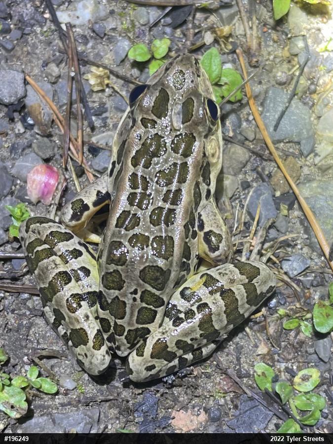 Pickerel Frog