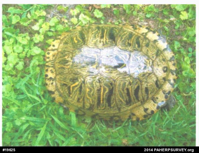 Red-eared Slider