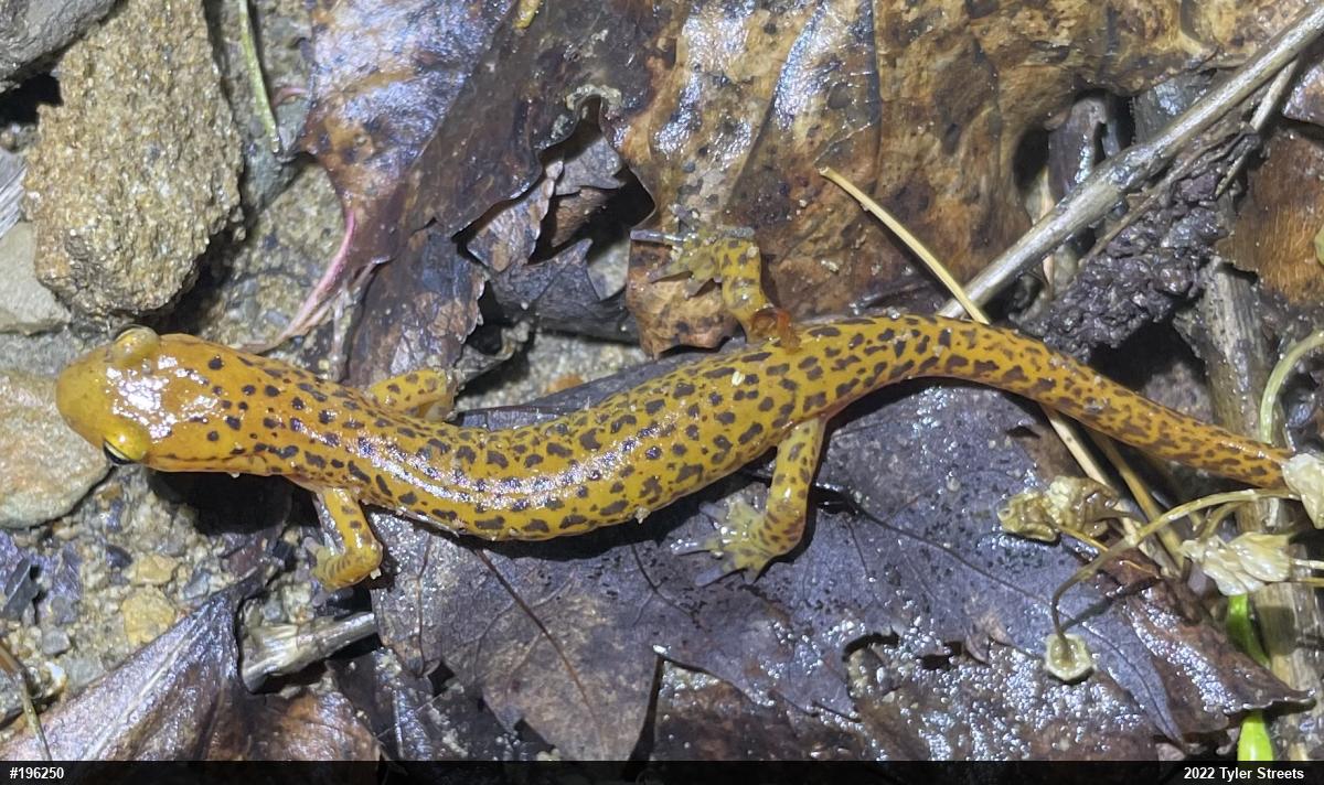 Eastern Long-tailed Salamander