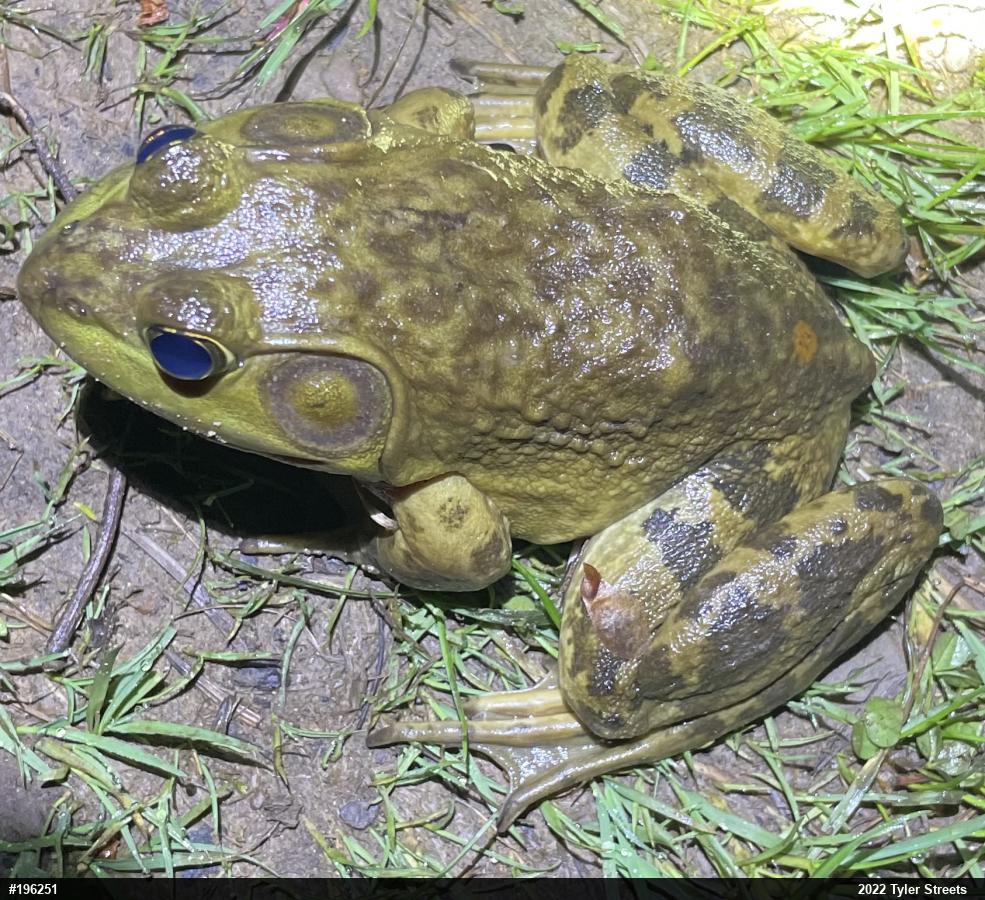 American Bullfrog