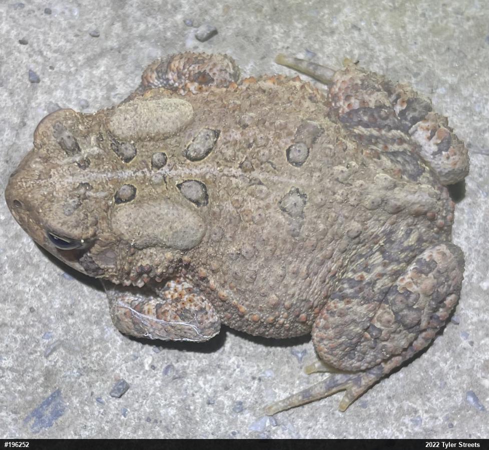 Eastern American Toad