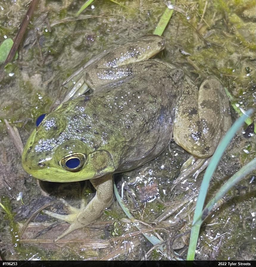 American Bullfrog