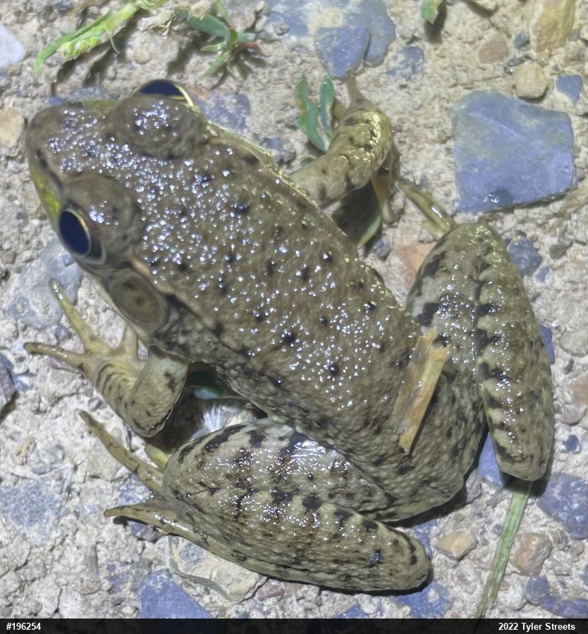 Green Frog