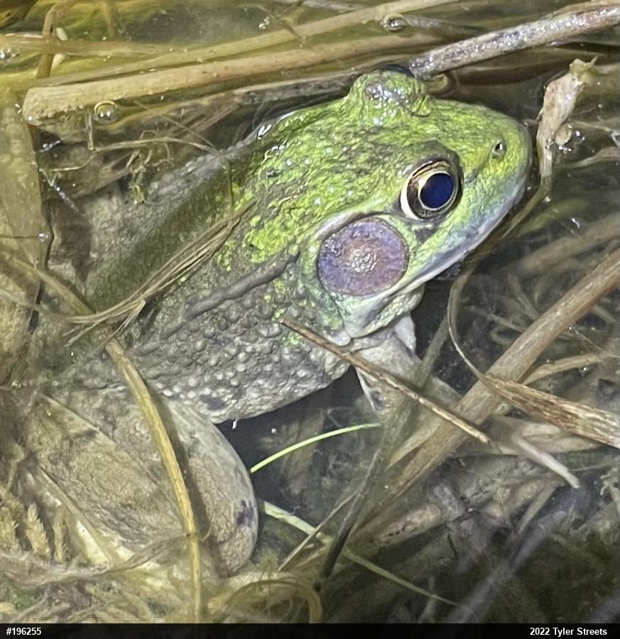 Green Frog