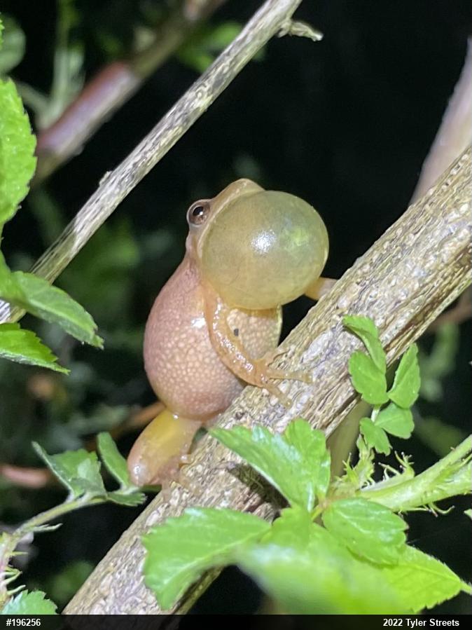 Spring Peeper