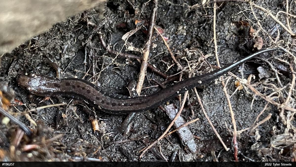 Allegheny Mountain Dusky Salamander