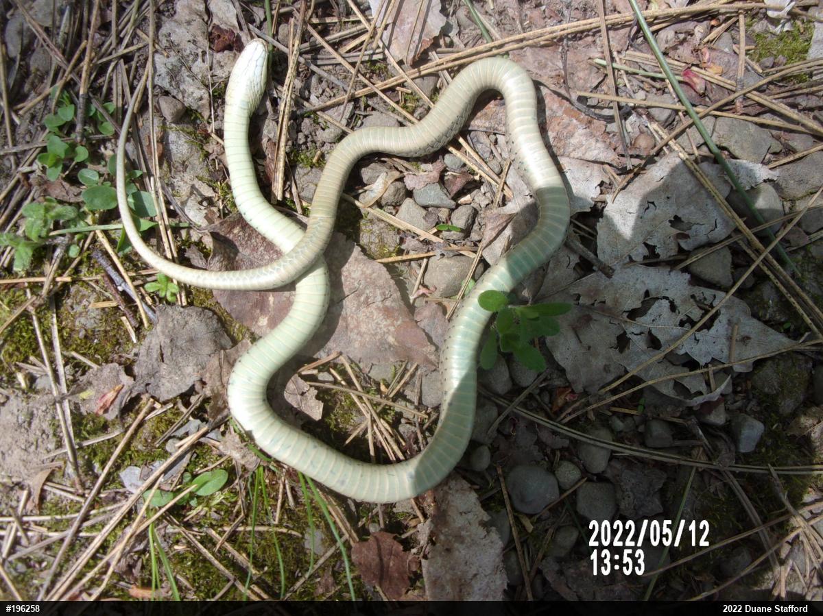 Eastern Gartersnake